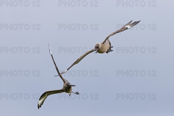 Great Skua