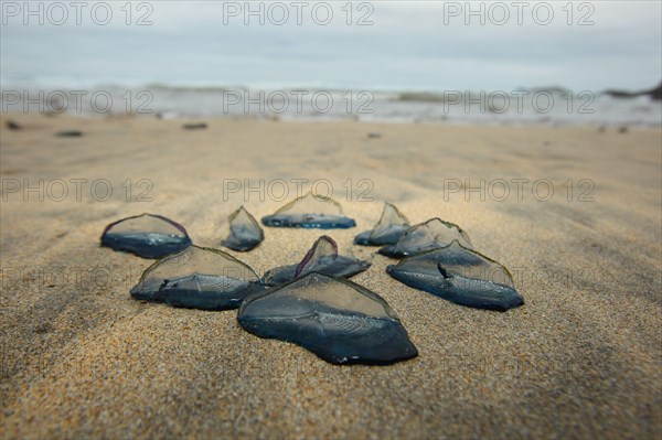 Velella