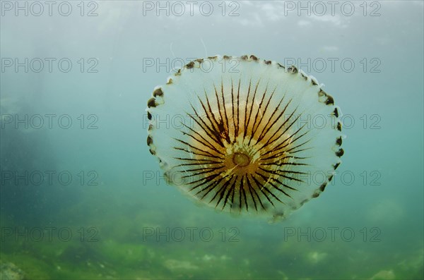 Compass Jellyfish