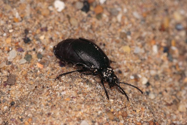 Rainfern leaf beetle