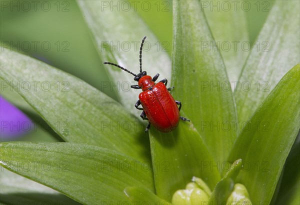 Scarlet Lily Beetle