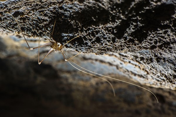 Cave Cricket