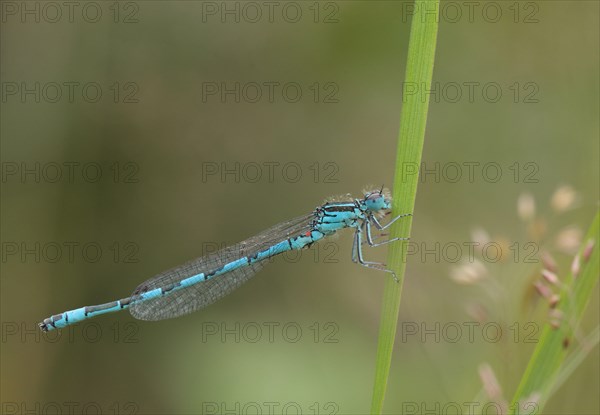 Southern Damselfly