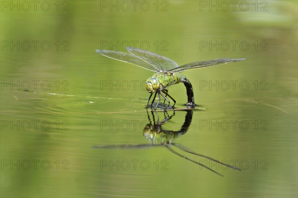 Large damselfly