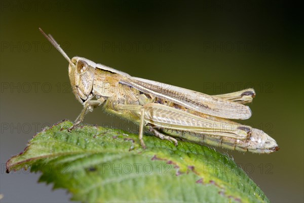 Lesser Marsh Grasshopper