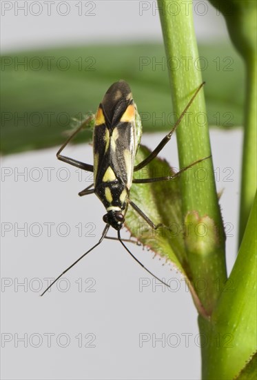 Calocoris stysi