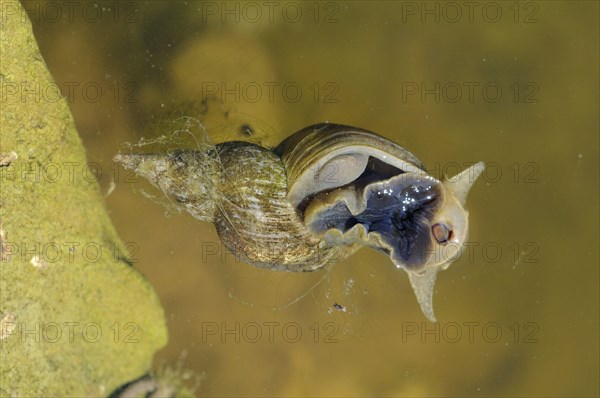 Pointed Mud Snail