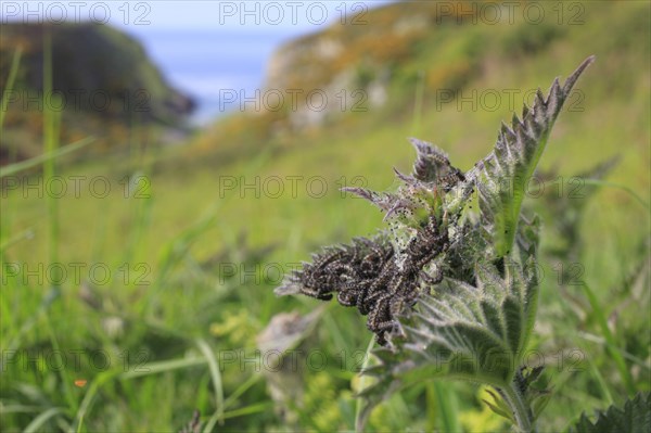 Small small tortoiseshell