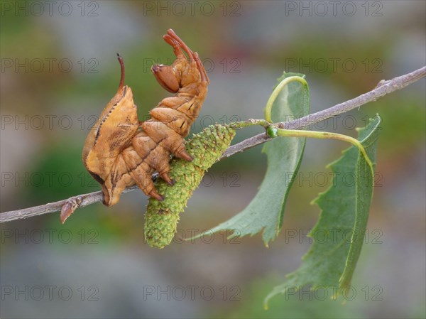 Lobster moth