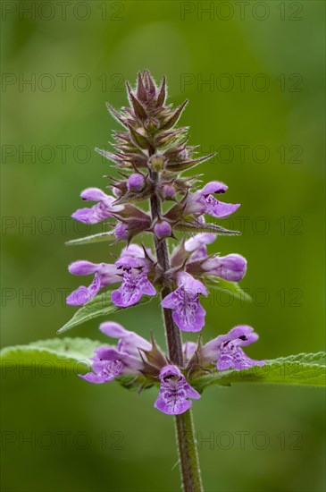 Marsh Woundwort