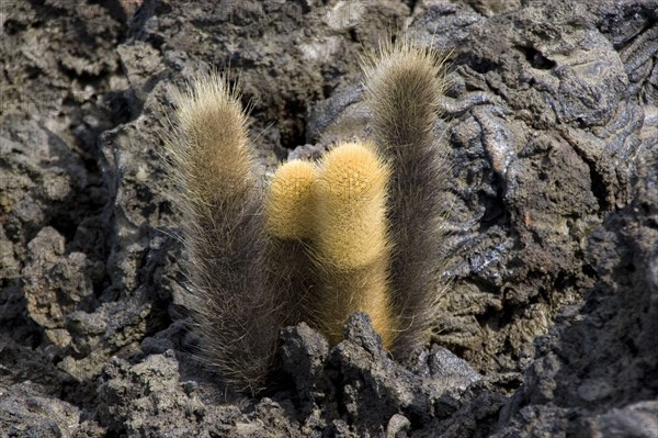 Lava Cactus