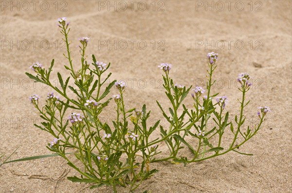 Sea Rocket