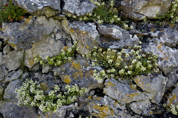 Common Scurvy-grass