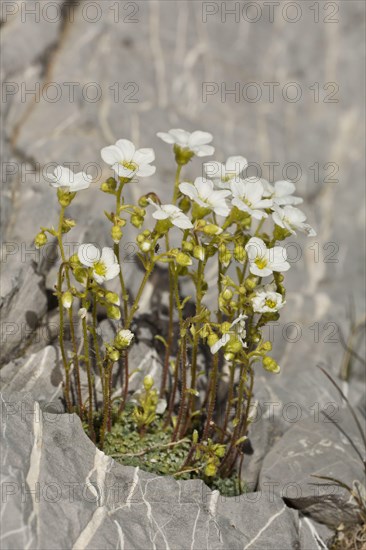 Blue-green Saxifrage