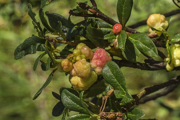 Rusty-leaved alpenroses