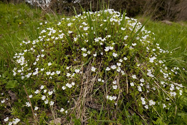 Slender speedwell