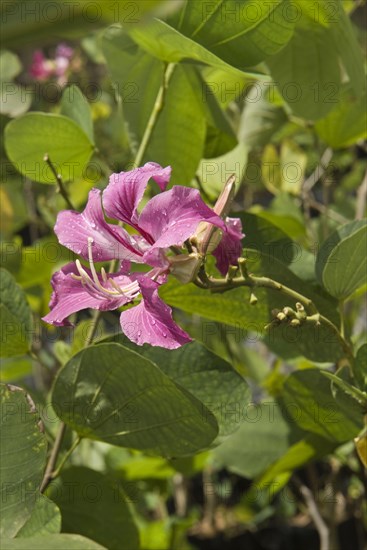 Orchid tree