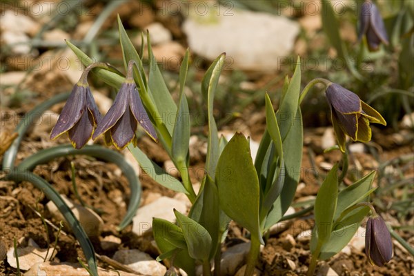 Flowering mountain fritillary