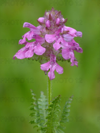 Marsh Lousewort