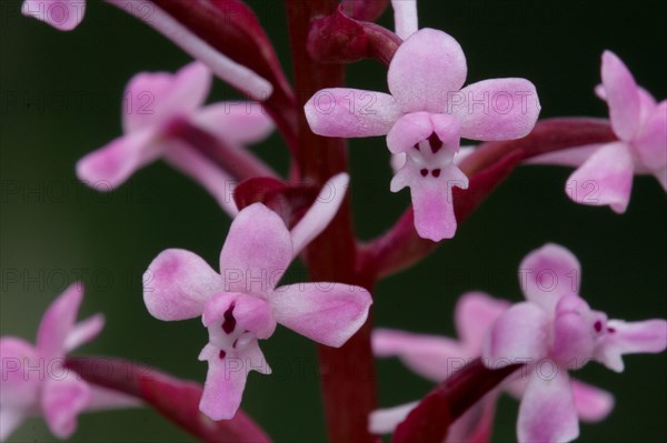 Branciforti's orchid