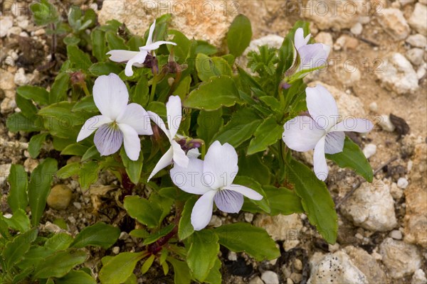 Flowering tree violet