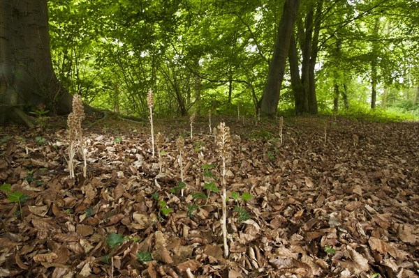 Flowering bird's-nest orchid