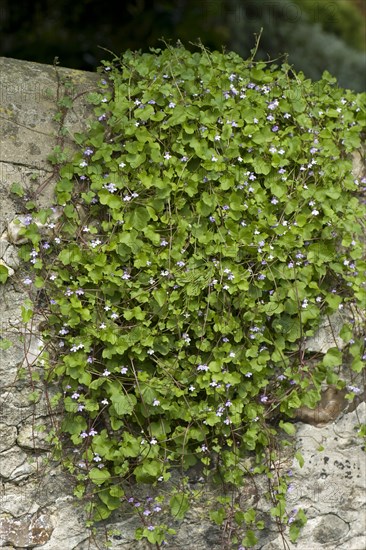 Ivy-leaved toadflax