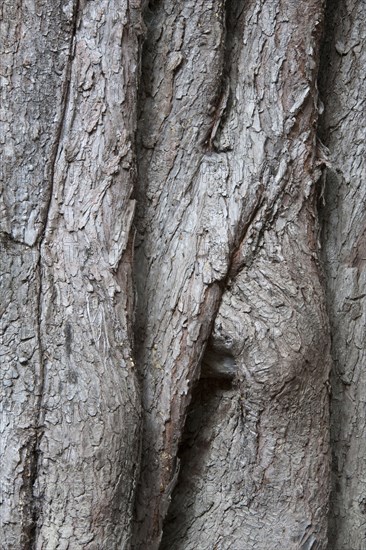 Monterey Cypress