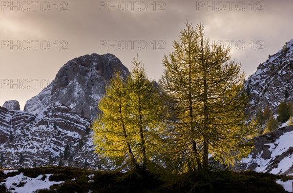 European Larch