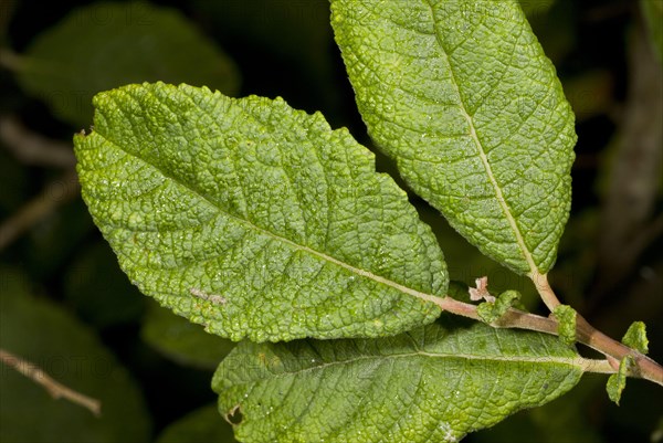 Eared willow