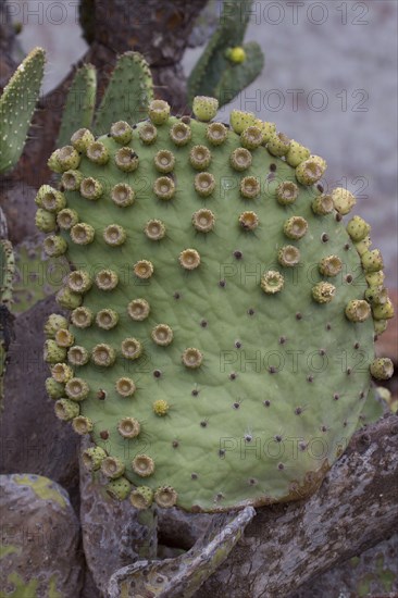 (Opuntia galapageia) var profusa, found on Rabida island, Galapagos