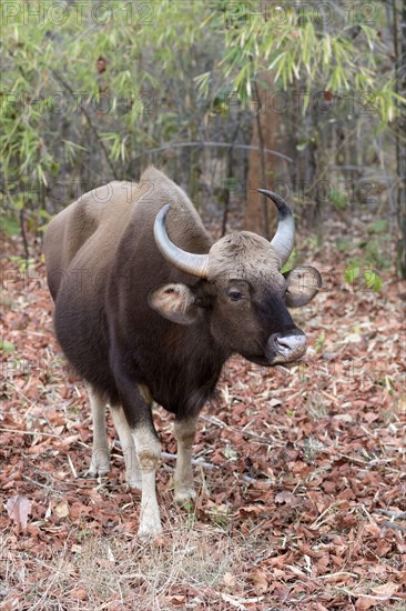 Gaur