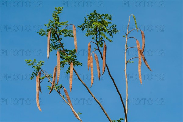 Moringa