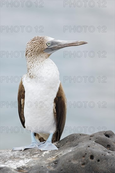 Blue-footed Booby