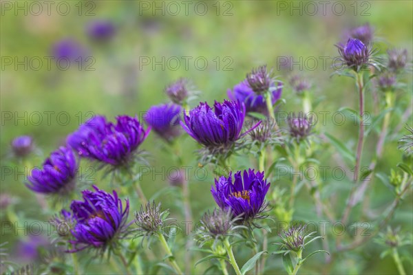 New England Aster Marina Wolkonsky