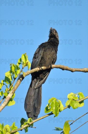 Smooth-billed Ani