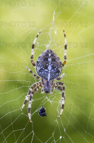 European garden spider