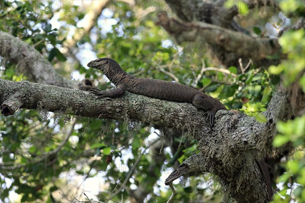 Bengal monitor