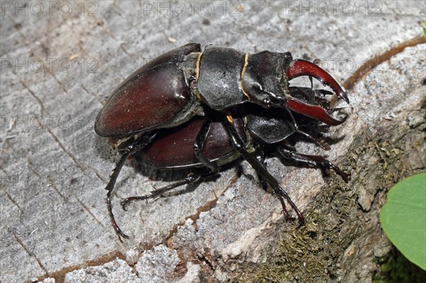 Stag beetle