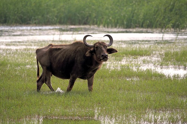 Water buffalo