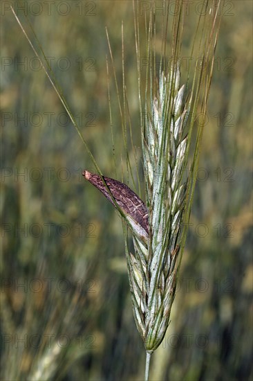 Purple brown ergot mushroom