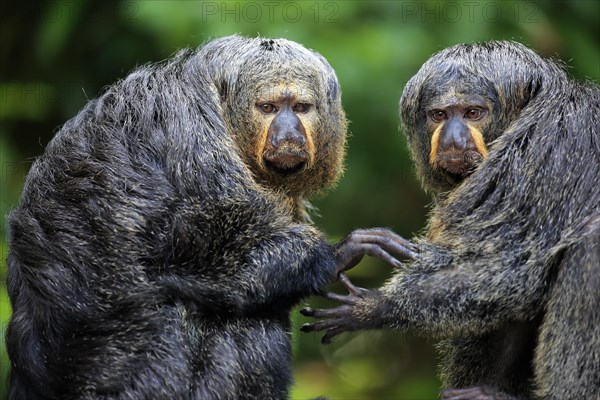 White-faced saki