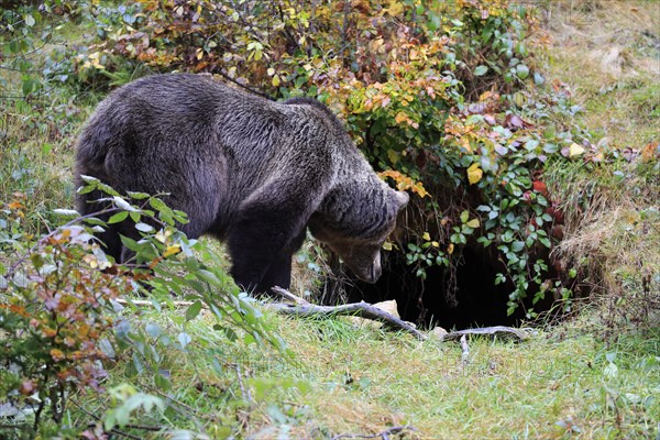 Eurasian brown bear