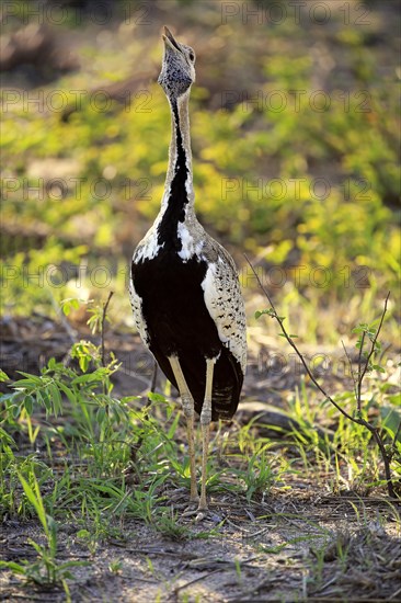 Black-Bellied Bustard