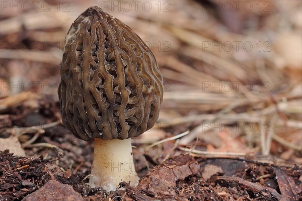 Cone-shaped morel