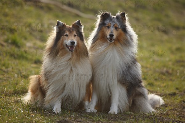 Scottish Sheepdogs