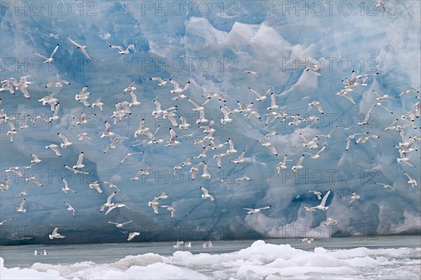 Black-legged Kittiwake