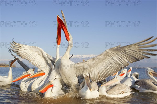 Adults and juveniles of the dalmatian pelican