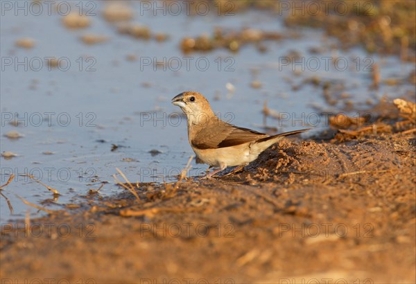 Indian silverbill