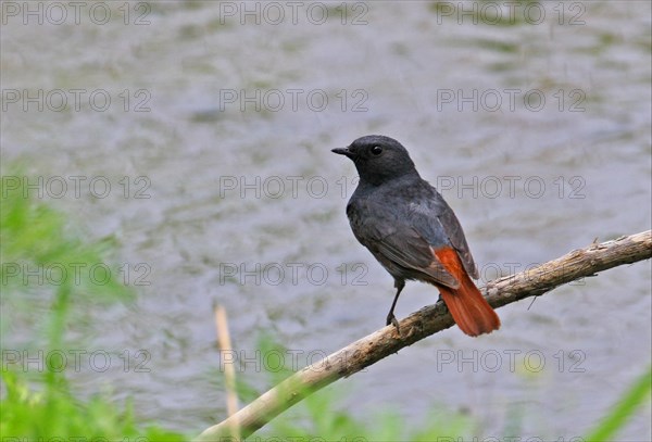 Plumbeous Water-redstart